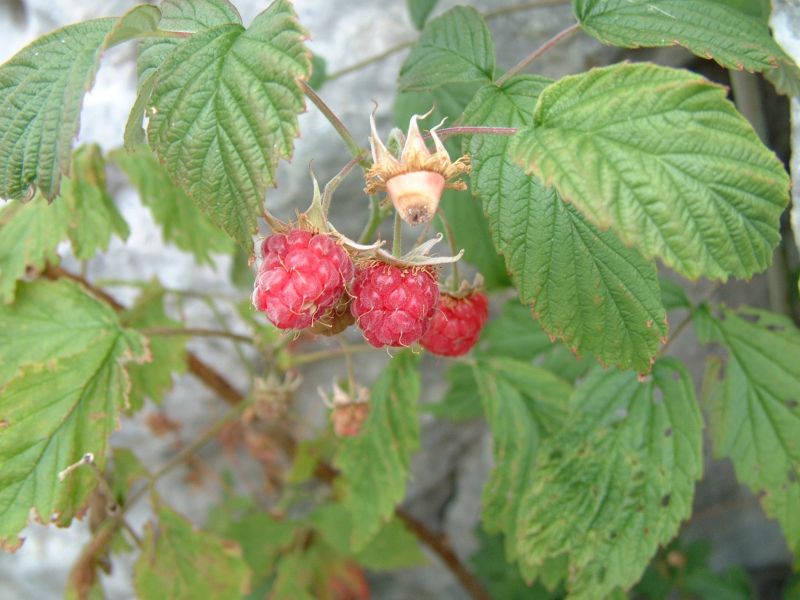 Rubus idaeus / Lampone